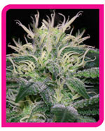 wss skunk feminisee